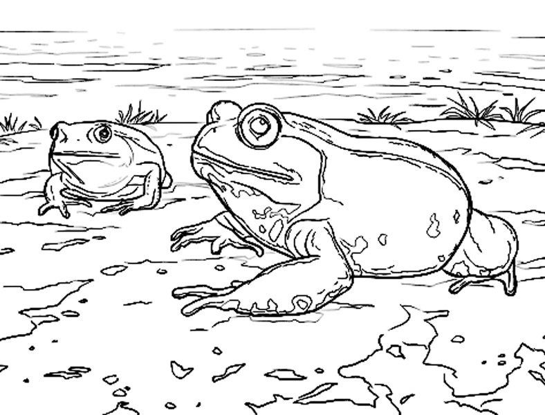 el sapo y la rana